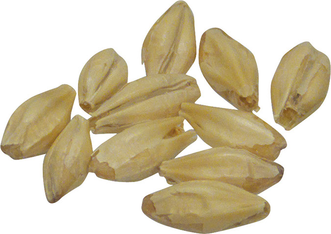 Goldpils?? Vienna 10 lb Milled