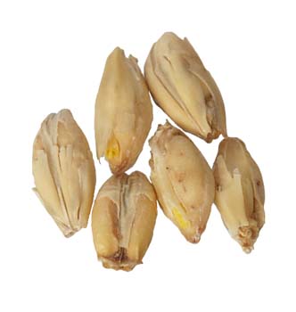 Golden Promise Malt 10 lb